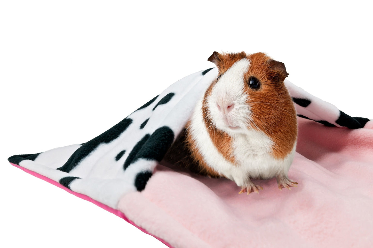 guinea pig in cow pattern cage liner with pocket