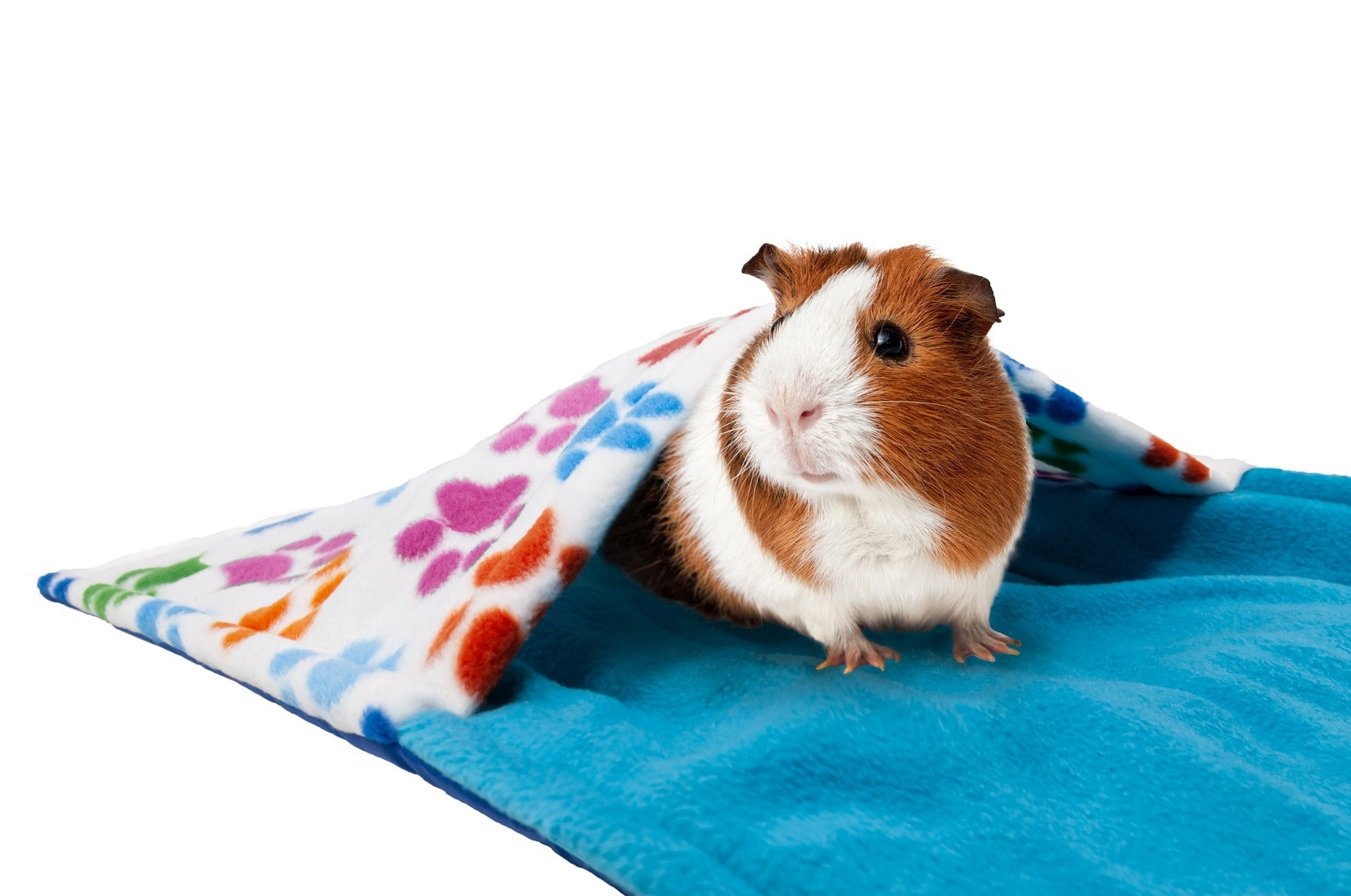 guinea pig in paw pattern cage liner with pocket